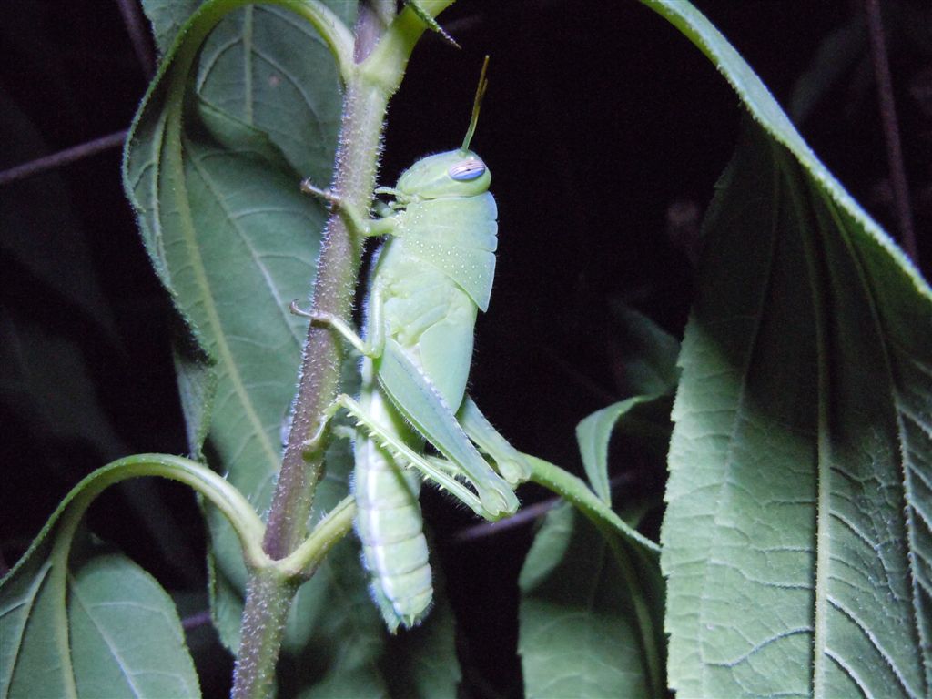 Ninfa di Anacridium aegyptium